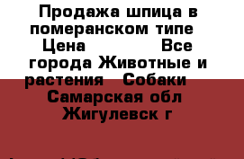 Продажа шпица в померанском типе › Цена ­ 20 000 - Все города Животные и растения » Собаки   . Самарская обл.,Жигулевск г.